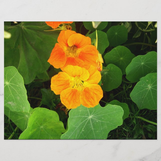 Orange Blume (Vorderseite)