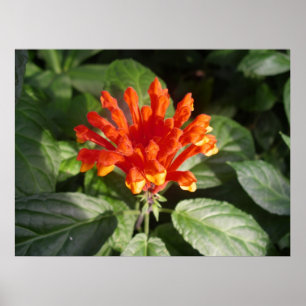orange Blume 02 Poster