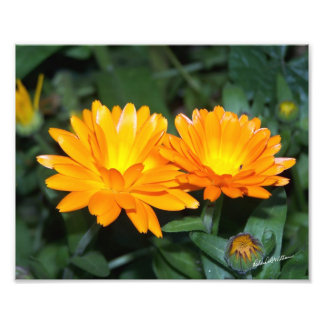 Orange Blume #2204 Fotodruck