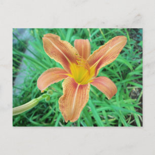 Orange Blume 2 Postkarte