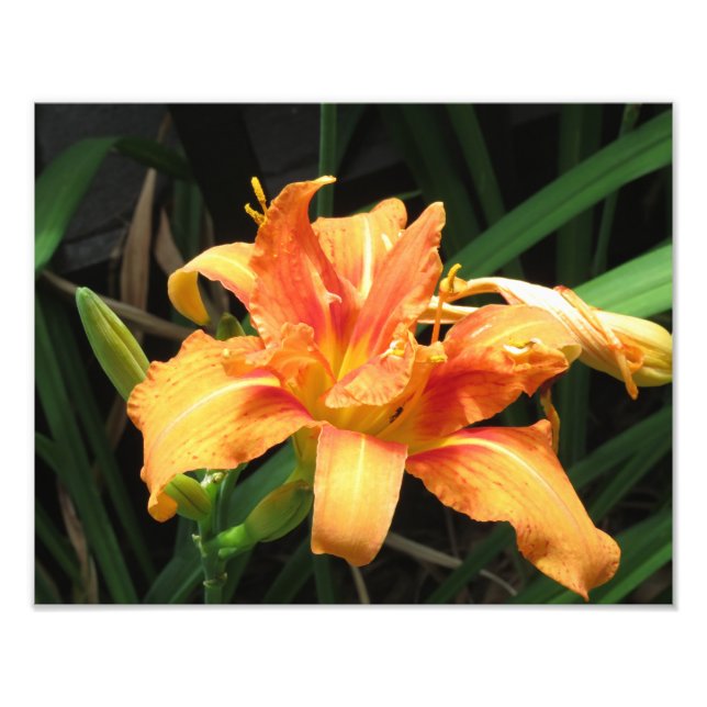 Orange Blume Bloom Floral Fotografie (Vorne)
