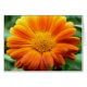 Orange Blume Card (Vorderseite (Horizontal))
