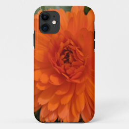 Orange Blume title_seo2