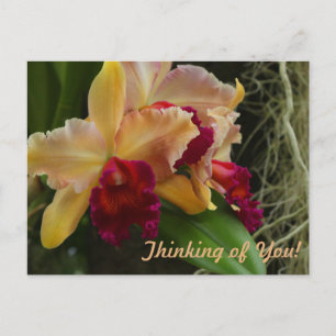 Orange Blume Cattleya Orchids Postkarte