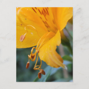 Orange Blume Details Postkarte