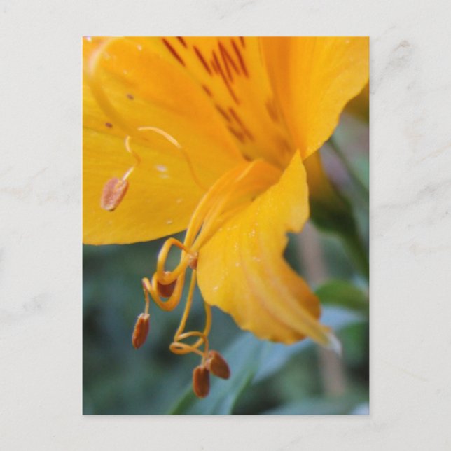 Orange Blume Details Postkarte (Vorderseite)