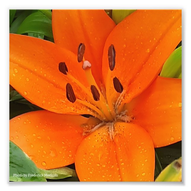 Orange Blume Fotodruck (Vorne)