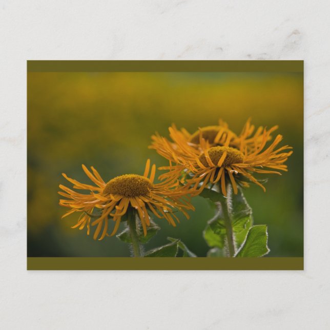 Orange Blume head Inula Orientalis CC0024 Postkarte (Vorderseite)