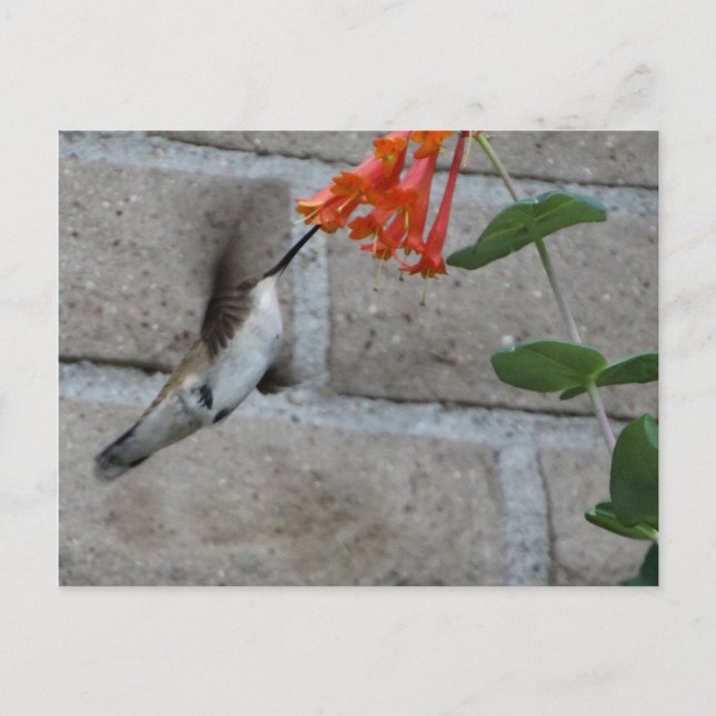 Orange Blume Hummingbird Postkarte (Vorderseite)