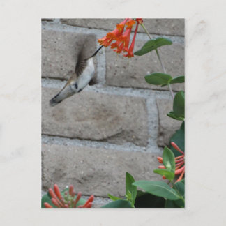 Orange Blume Hummingbird Postkarte