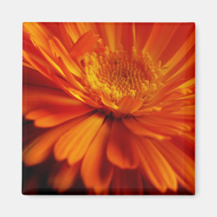 Orange Blume Magnet
