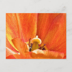Orange-Blume-Makro Postkarte