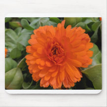 Orange Blume