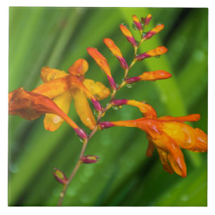 Orange Blume nach der Regen-Keramikfliese Fliese