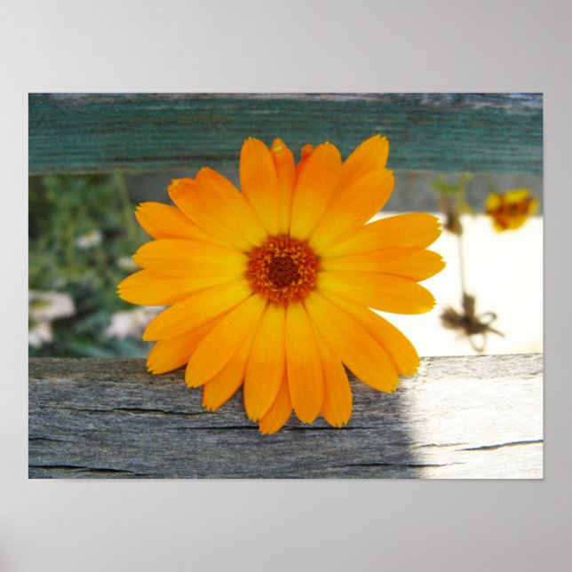 Orange Blume Poster (Vorne)