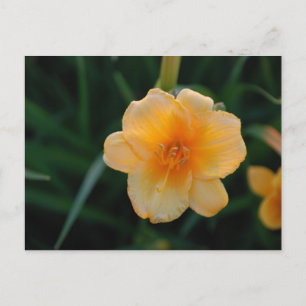 Orange Blume Postkarte