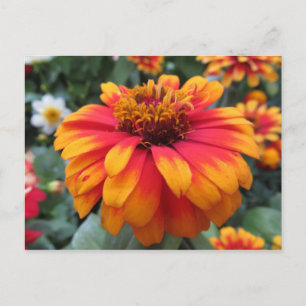 Orange Blume Postkarte