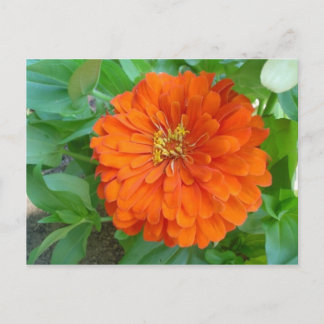 Orange Blume Postkarte
