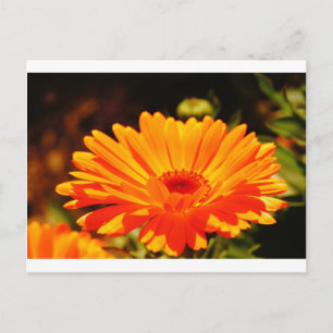 Orange Blume Postkarte