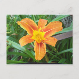 Orange Blume Postkarte