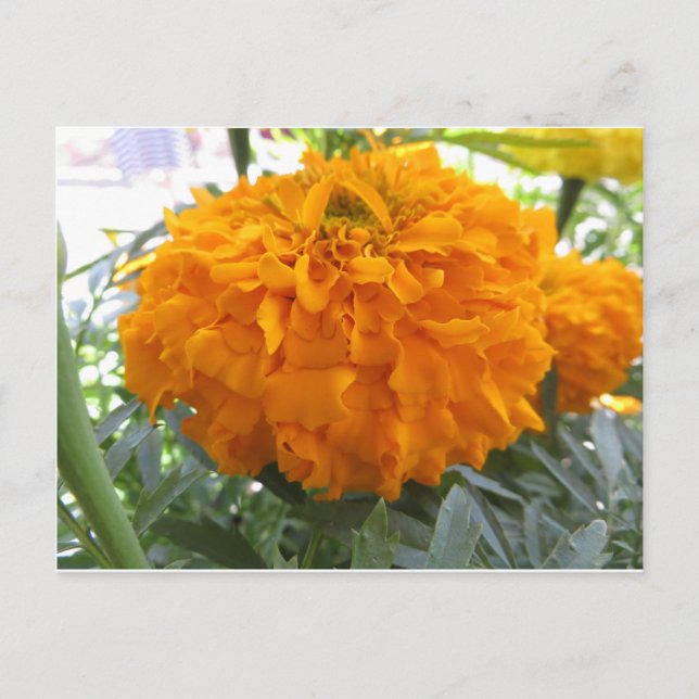Orange Blume Postkarte (Vorderseite)