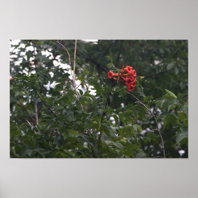 Orange Blumen Foto Poster  (Vorne)