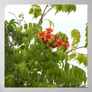 Orange Blumen Foto Poster