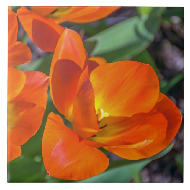 Orange Blumen-Keramikfliese Fliese (Vorderseite)
