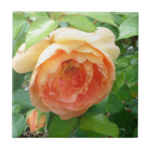 Orange Blush Rose Fliese