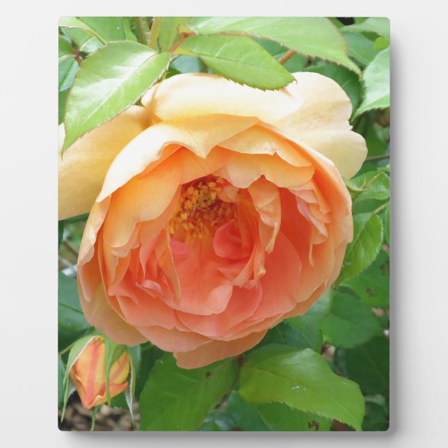 Orange Blush Rose Fotoplatte (Vorderseite)