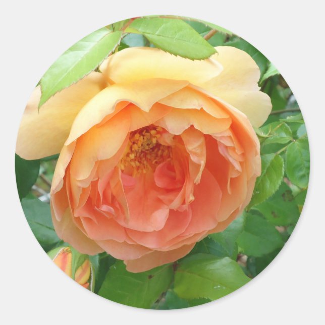 Orange Blush Rose Runder Aufkleber (Vorderseite)