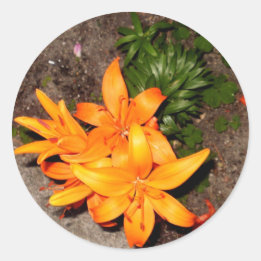 "ORANGE BLÜTEN-ANDENKEN-SAMMLUNG " RUNDER AUFKLEBER