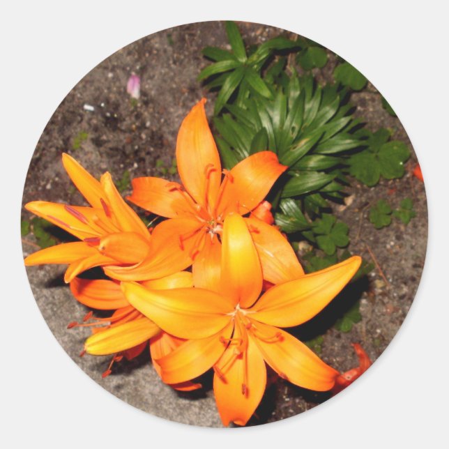 "ORANGE BLÜTEN-ANDENKEN-SAMMLUNG " RUNDER AUFKLEBER (Vorderseite)