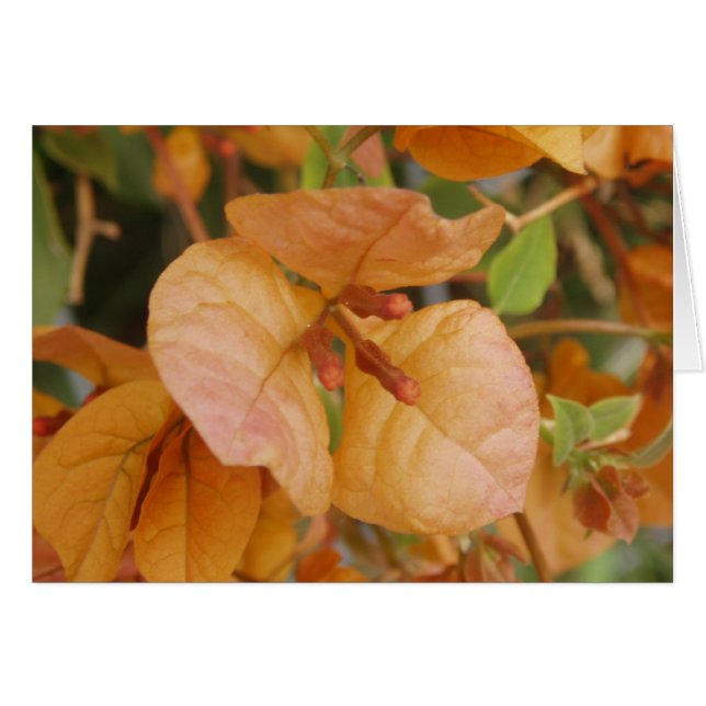 Orange Bougainvillea Karte (Vorderseite (Horizontal))