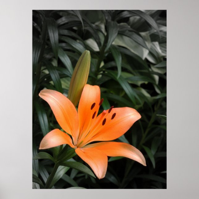 Orange Burst Poster (Vorne)