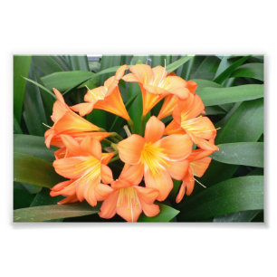 Orange Bush-Lilien-Blume oder Geburts- Lilie Fotodruck