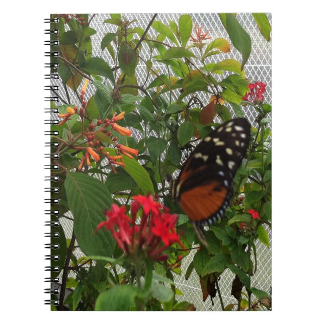 ORANGE BUTTERFLY NOTIZBLOCK (Vorderseite)