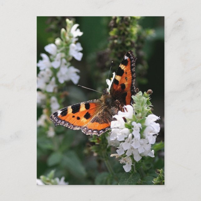 Orange Butterfly Postkarte (Vorderseite)