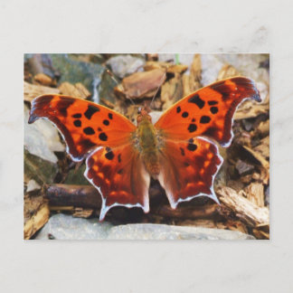 Orange Butterfly Postkarte