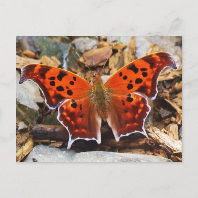 Orange Butterfly Postkarte (Vorderseite)
