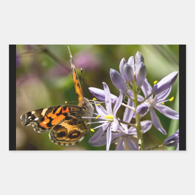 Orange Butterfly über Wild Hyacinth Apparel & Gesc Rechteckiger Aufkleber (Vorderseite)