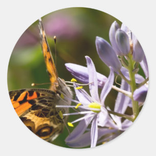 Orange Butterfly über Wild Hyacinth Apparel & Gesc Runder Aufkleber