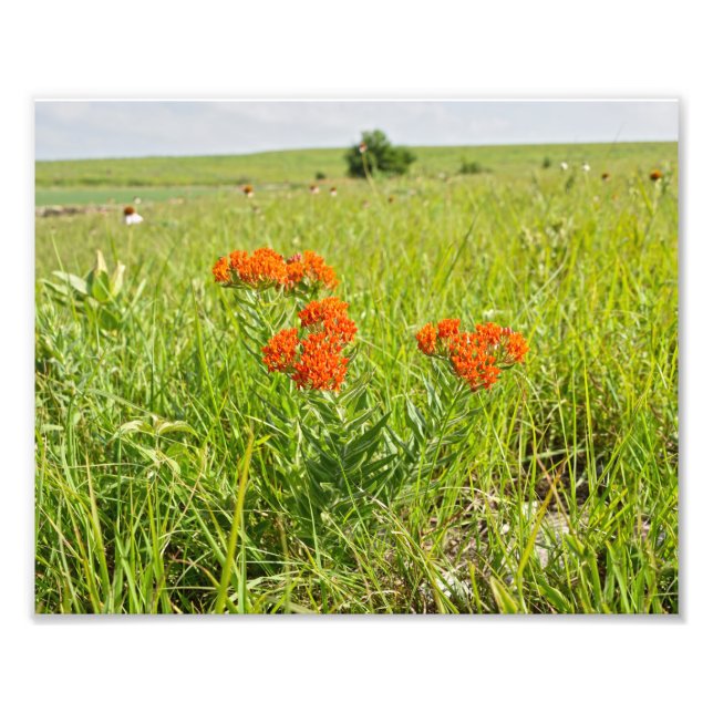 Orange Butterfly Weed, Kansas Fotodruck (Vorne)
