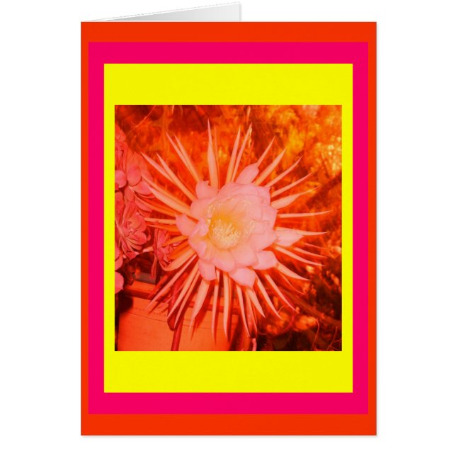 Orange Cactus Blume (Vorne)