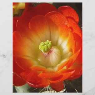 Orange-Cactus-Blume