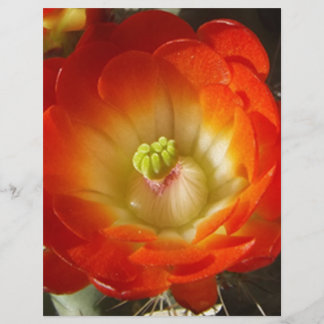 Orange-Cactus-Blume