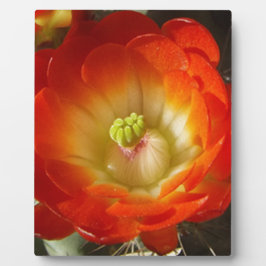 Orange-Cactus-Blume Fotoplatte