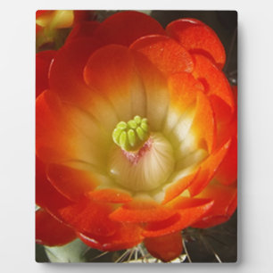 Orange-Cactus-Blume Fotoplatte