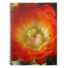 Orange-Cactus-Blume Notizblock