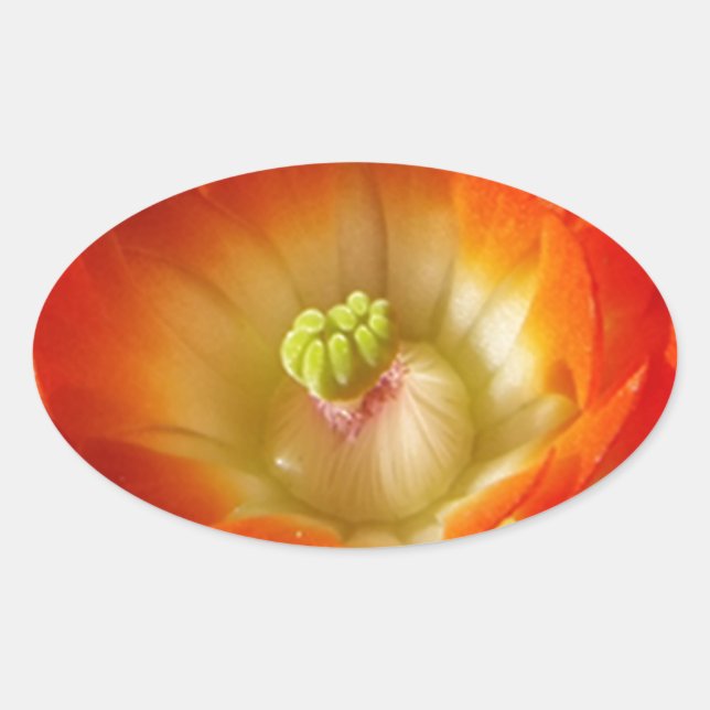 Orange-Cactus-Blume Ovaler Aufkleber (Vorderseite)